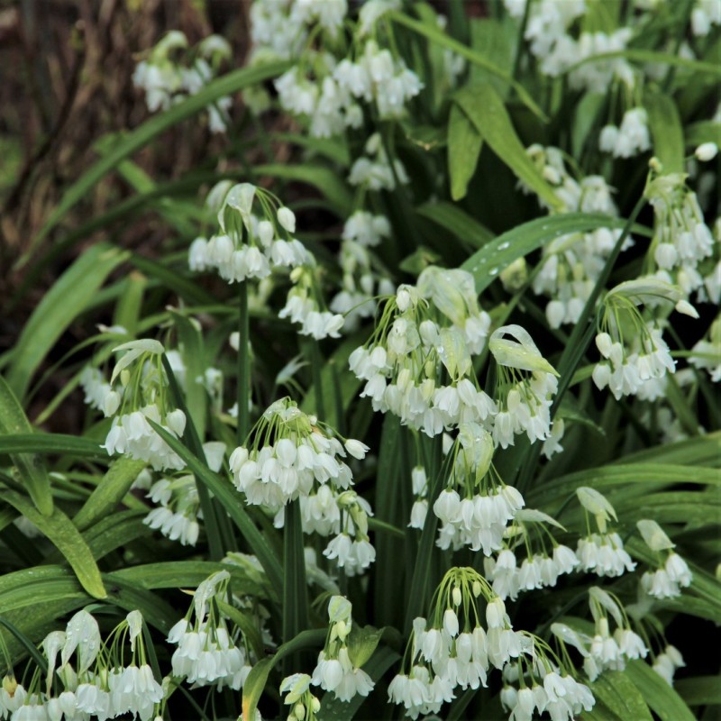 Allium paradoxum var. normale Allium paradoxum var. normale