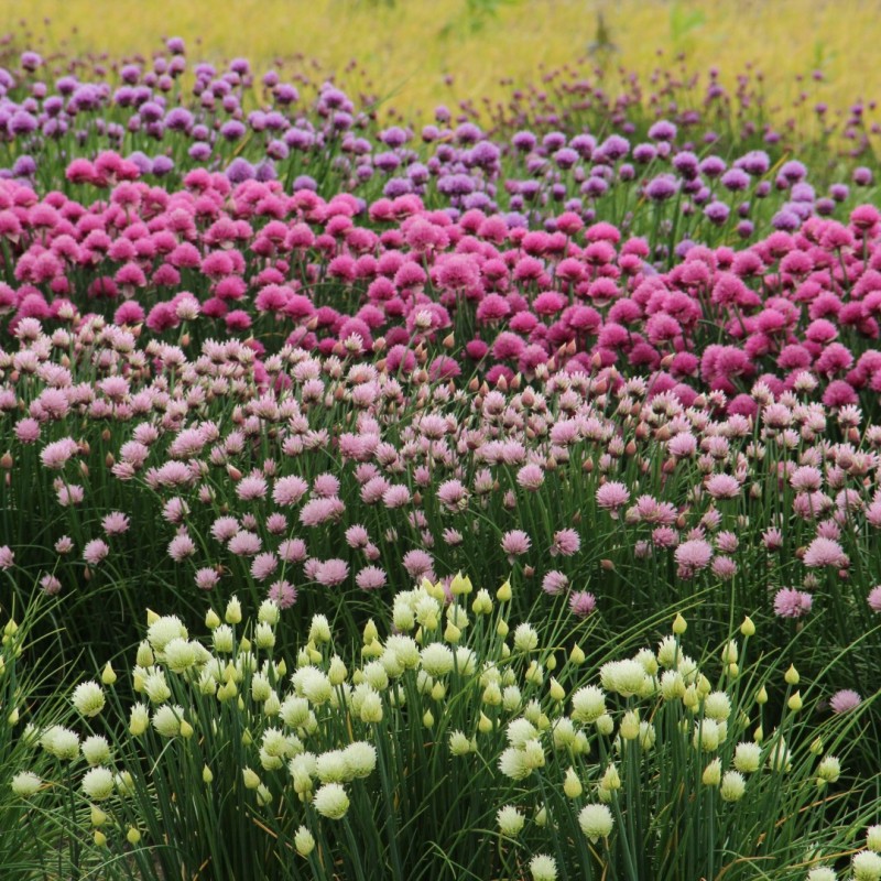 Allium schoenoprasum 'Forescate' Allium schoenoprasum 'Forescate'