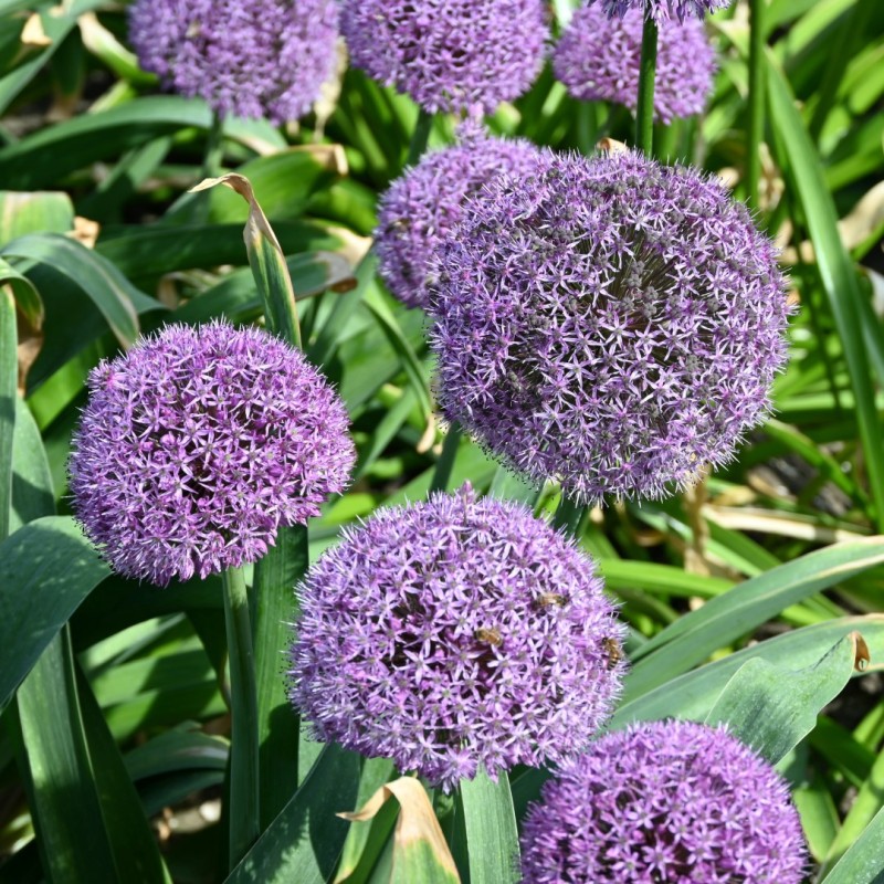 Allium 'Party Balloons' Allium 'Party Balloons'