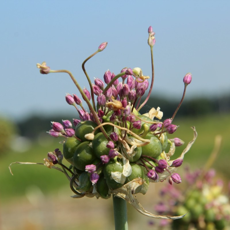 Allium ampeloprasum 'Green Drops' Allium ampeloprasum 'Green Drops'