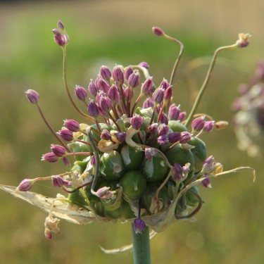 Allium ampeloprasum 'Green Drops' Allium ampeloprasum 'Green Drops'