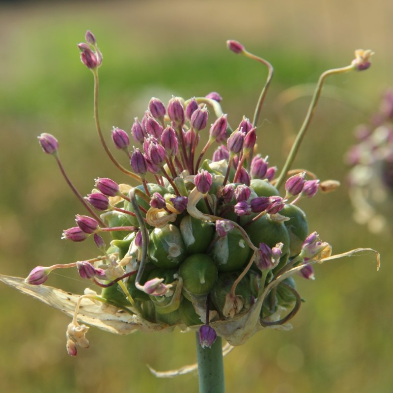 Allium ampeloprasum 'Green Drops' Allium ampeloprasum 'Green Drops'