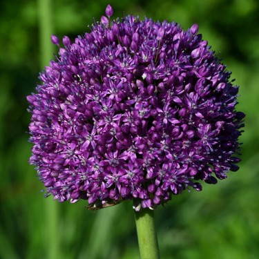 Allium 'Ambassador'