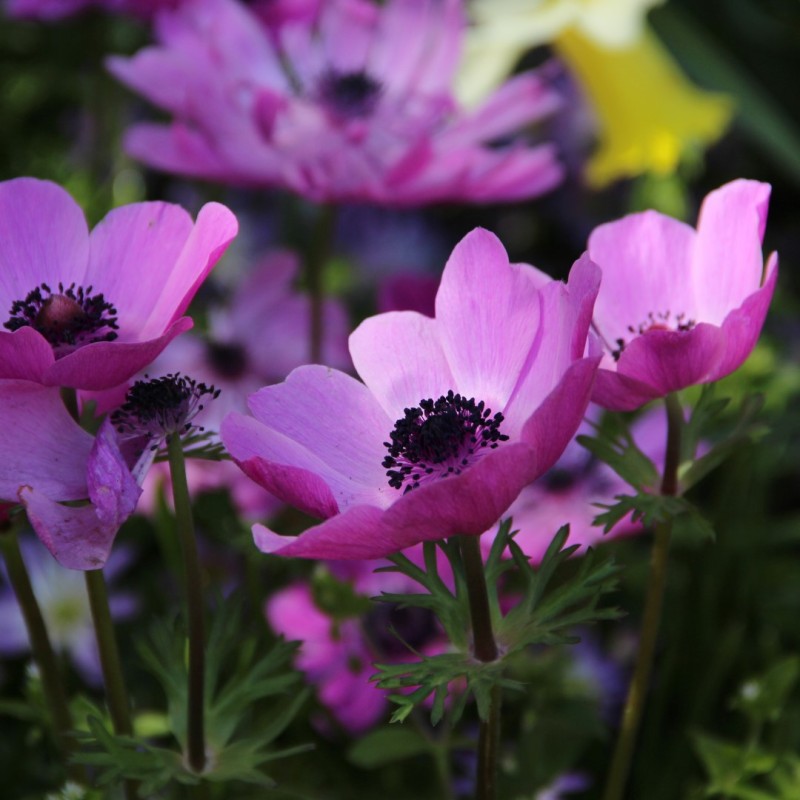 Anemone coronaria 'Sylphide' Anemone coronaria 'Sylphide'