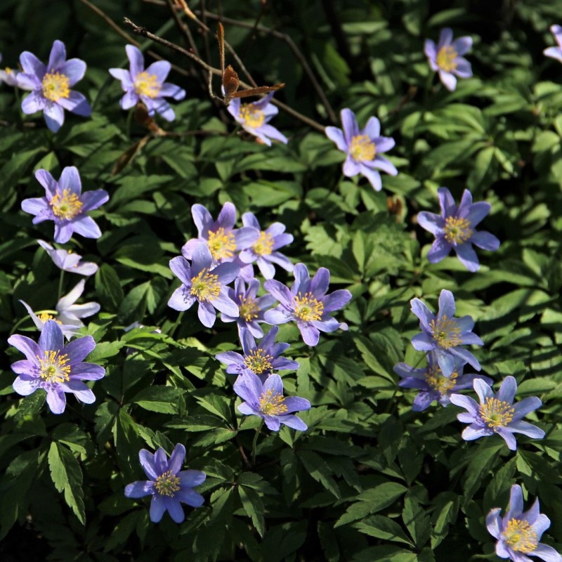 Anemone nemorosa 'Royal Blue' Anemone nemorosa 'Royal Blue'
