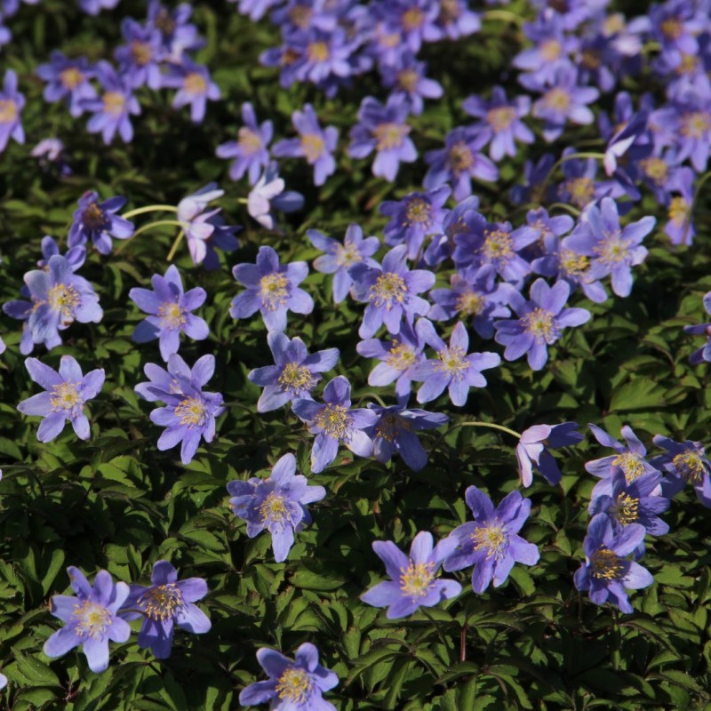 Anemone nemorosa 'Royal Blue' Anemone nemorosa 'Royal Blue'