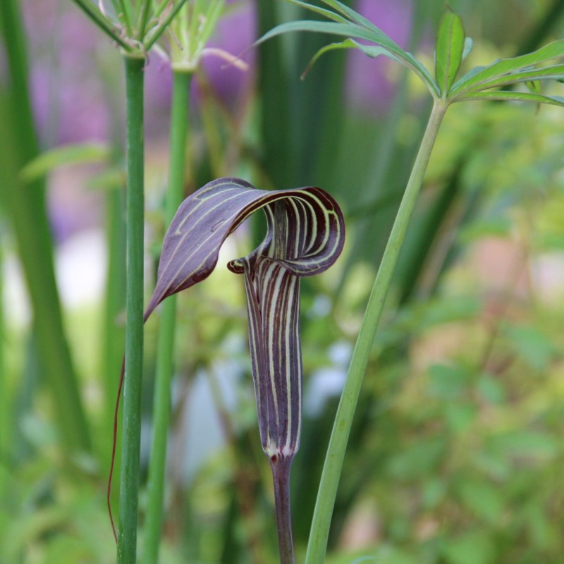 Arisaema ciliatum var. liubaense | Official site of Peter C. Nijssen