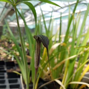 Arisaema ciliatum var. liubaense Arisaema ciliatum var. liubaense