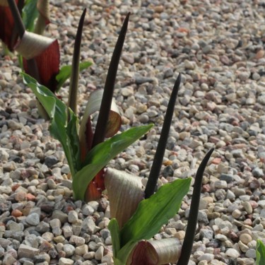 Biarum zelebourii