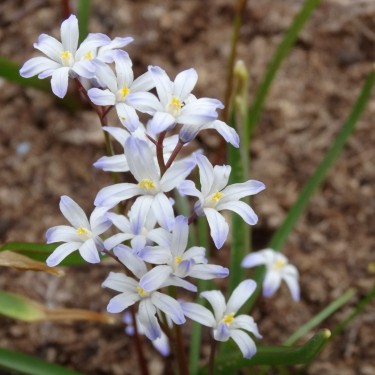 Chionodoxa albescens