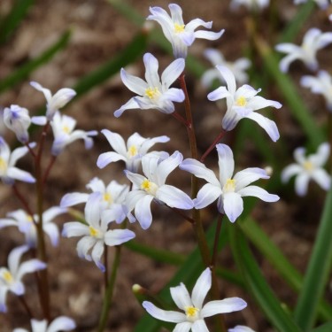 Chionodoxa albescens