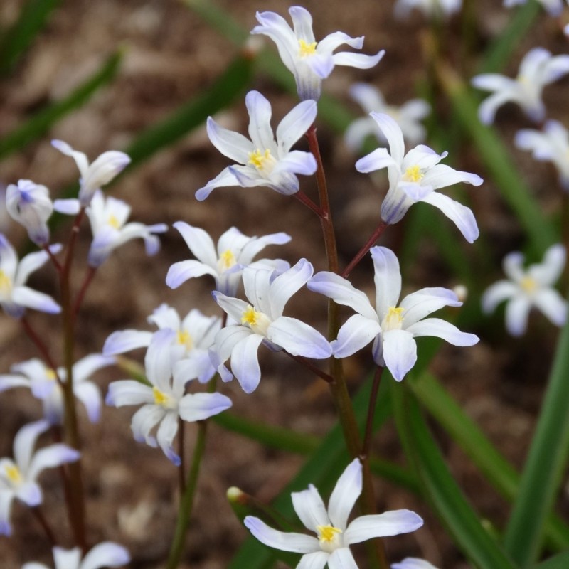 Chionodoxa albescens
