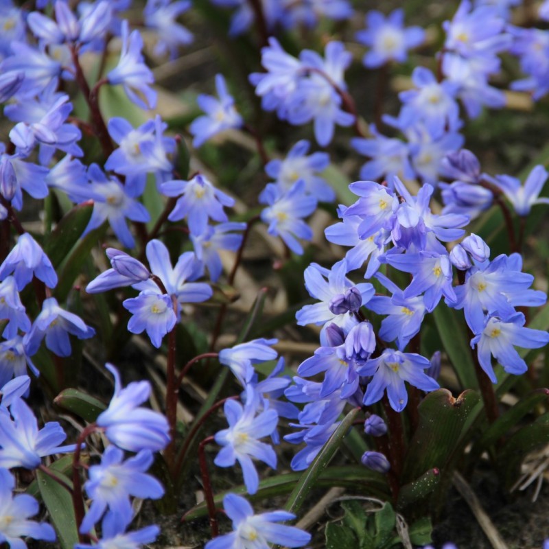 Chionodoxa 'Blue Giant' Chionodoxa 'Blue Giant'