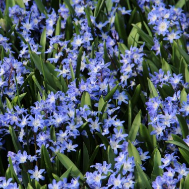 Chionodoxa 'Blue Giant' Chionodoxa 'Blue Giant'