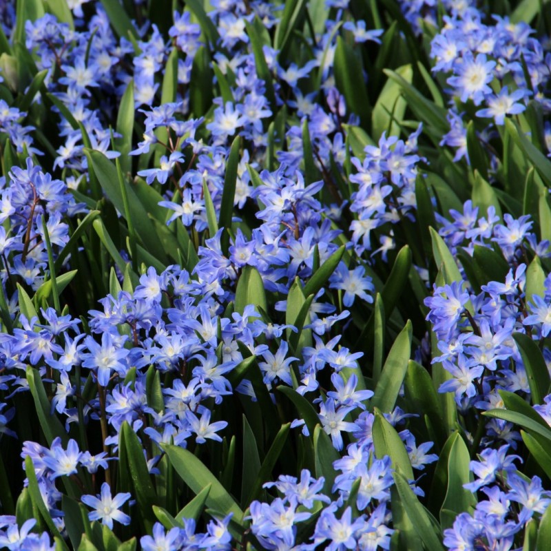 Chionodoxa 'Blue Giant' Chionodoxa 'Blue Giant'