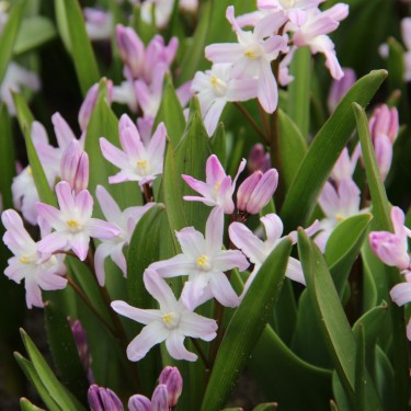 Chionodoxa 'Pink Giant' Chionodoxa 'Pink Giant'