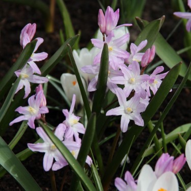 Chionodoxa 'Pink Giant' Chionodoxa 'Pink Giant'