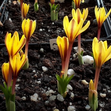Colchicum alberti