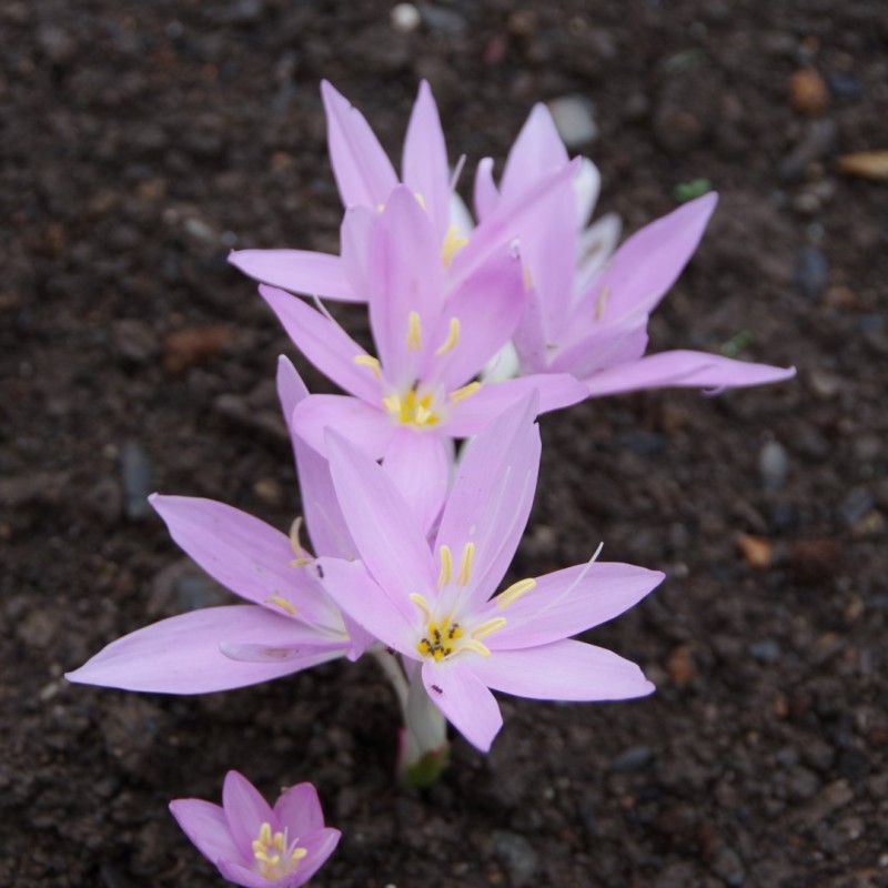 Colchicum baytopiorum Colchicum baytopiorum