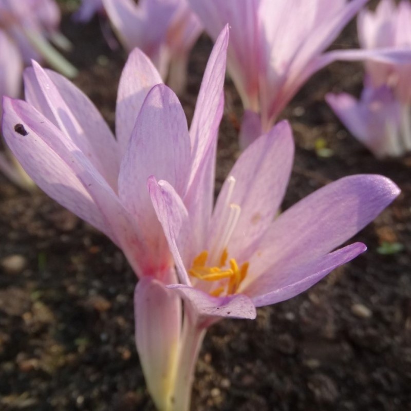 Colchicum davisii Colchicum davisii