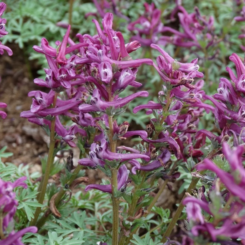 Corydalis wendelboi 'Purple King' Corydalis wendelboi 'Purple King'