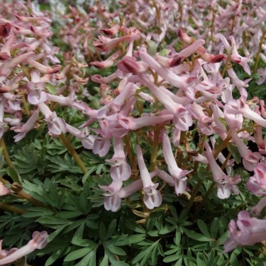 Corydalis kusnetzovii