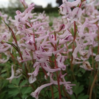 Corydalis glaucescens 'Pink Beauty'