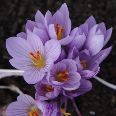 Crocus macedonicus