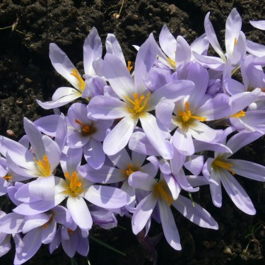 Crocus malatyensis