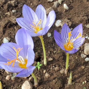 Crocus ibrahimii