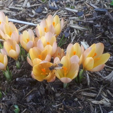 Crocus 'Lucifer' Crocus 'Lucifer'