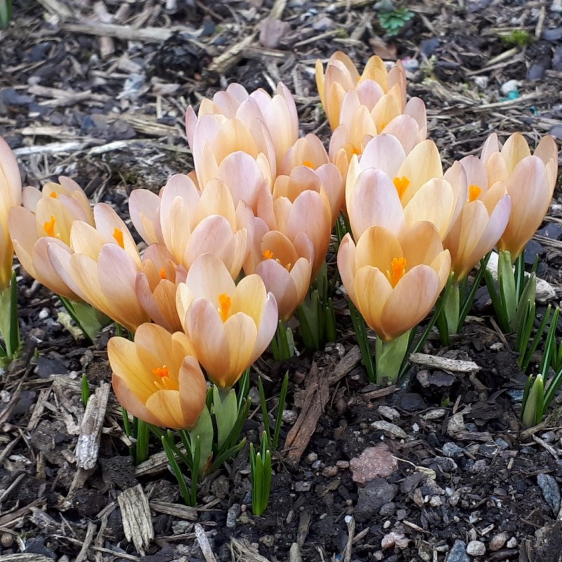 Crocus 'Lucifer' Crocus 'Lucifer'