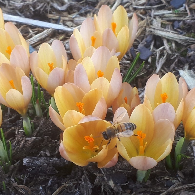 Crocus 'Lucifer' Crocus 'Lucifer'