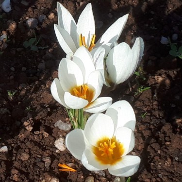 Crocus melantherus 