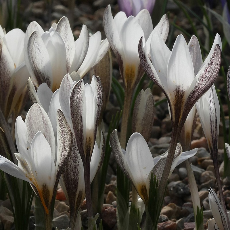 Crocus alatavicus