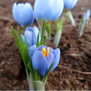 Crocus abantensis