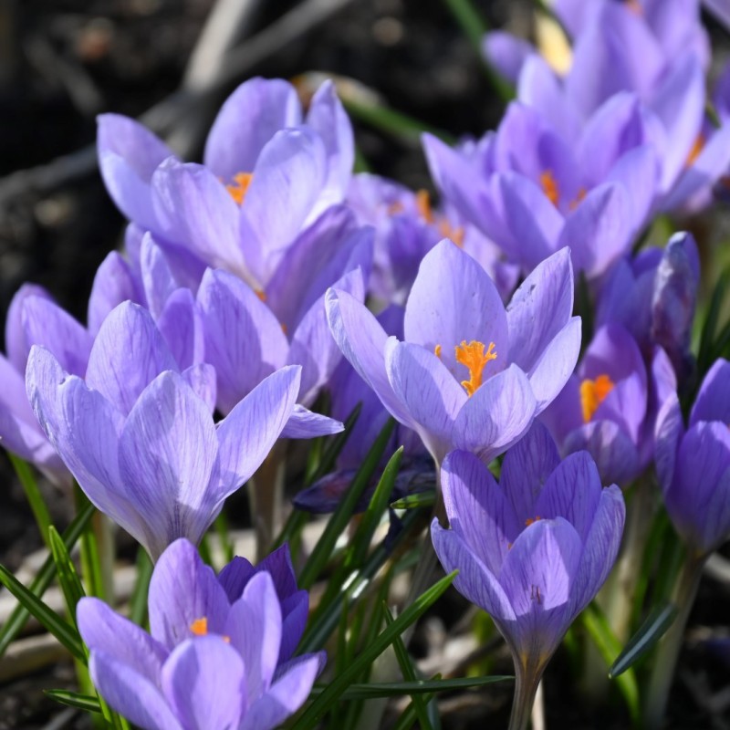 Crocus etruscus 'Zwanenburg' Crocus etruscus 'Zwanenburg'