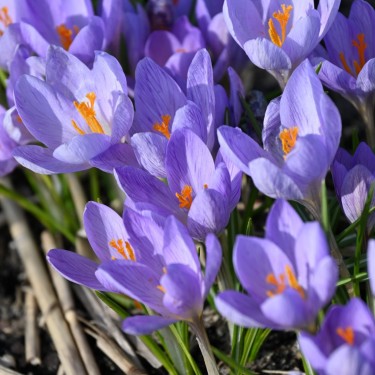 Crocus etruscus 'Zwanenburg' Crocus etruscus 'Zwanenburg'