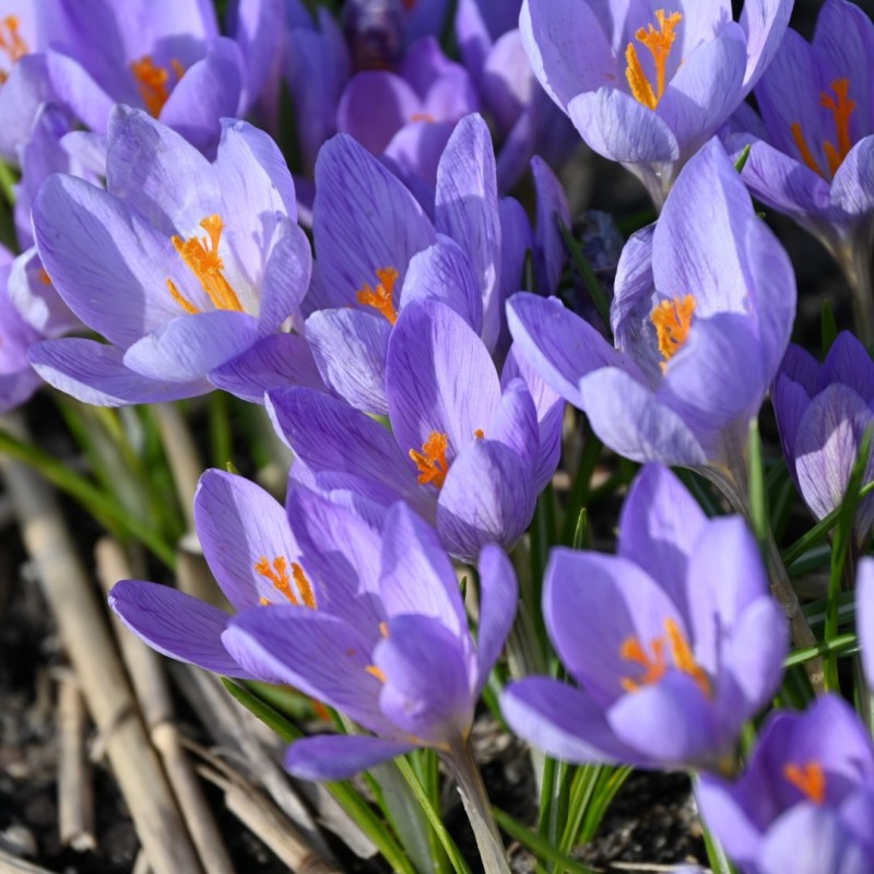 Crocus etruscus 'Zwanenburg' Crocus etruscus 'Zwanenburg'