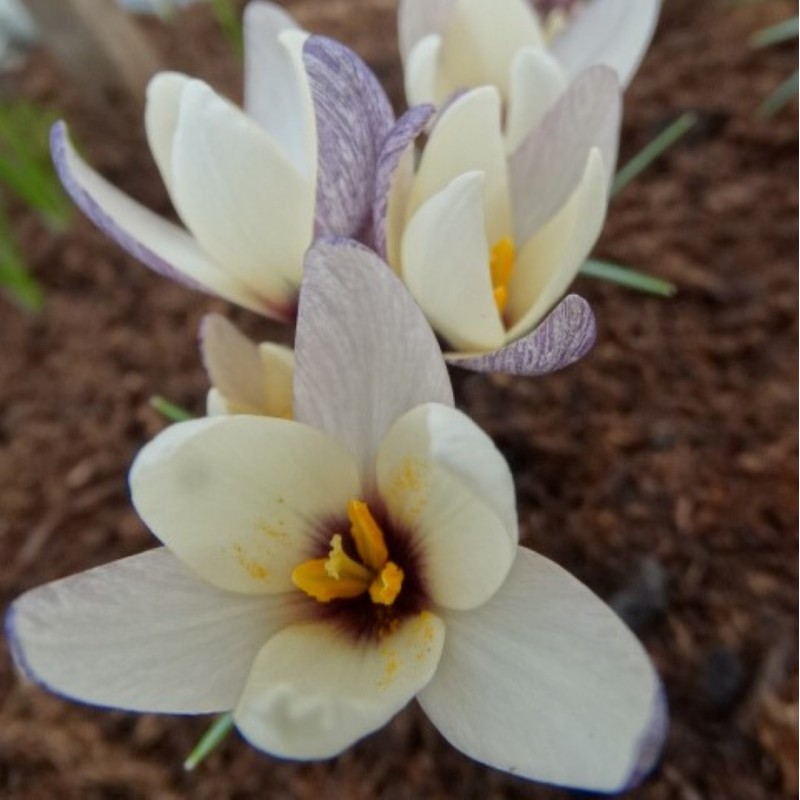 Crocus korolkowii x ‘Snow Tiger’ Crocus korolkowii x ‘Snow Tiger’