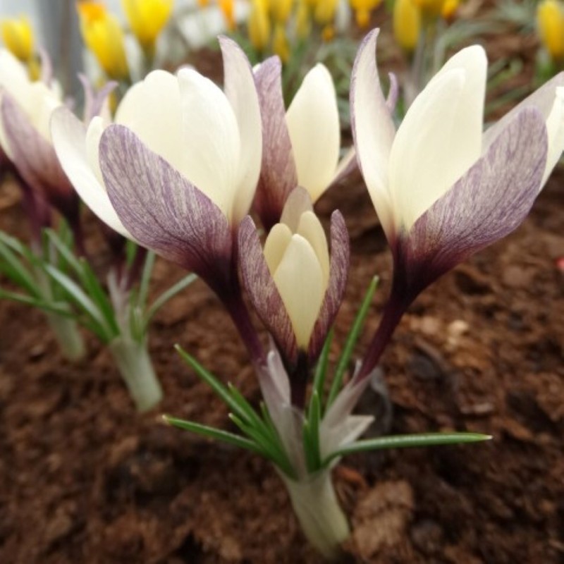 Crocus korolkowii x ‘Snow Tiger’ Crocus korolkowii x ‘Snow Tiger’