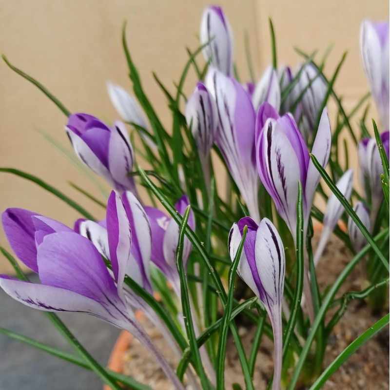Crocus minimus -CO2810-