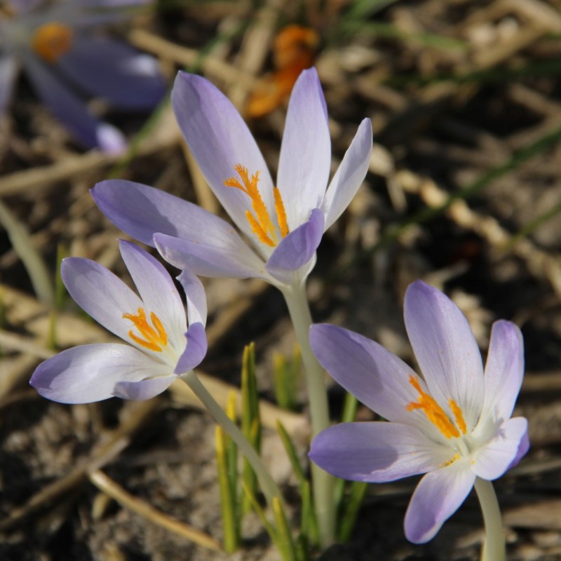 Crocus tommasinianus 'Lilac Beauty' Crocus tommasinianus 'Lilac Beauty'