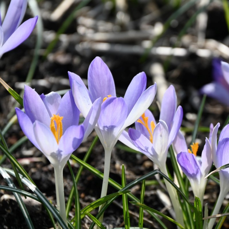 Crocus tommasinianus 'Lilac Beauty' Crocus tommasinianus 'Lilac Beauty'