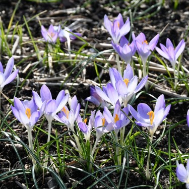 Crocus tommasinianus 'Lilac Beauty' Crocus tommasinianus 'Lilac Beauty'