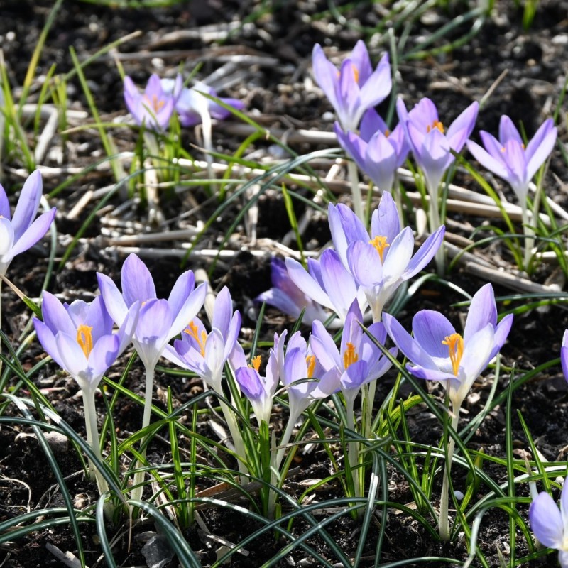 Crocus tommasinianus 'Lilac Beauty' Crocus tommasinianus 'Lilac Beauty'