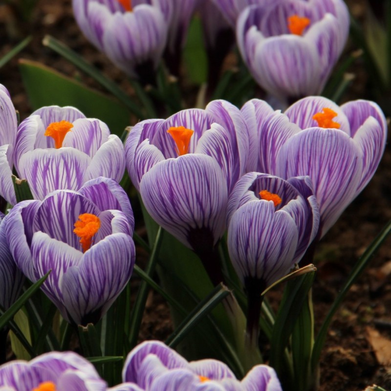 Crocus vernus 'Striped Beauty' Crocus vernus 'Striped Beauty'