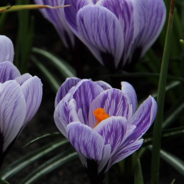 Crocus vernus 'Striped Beauty' Crocus vernus 'Striped Beauty'