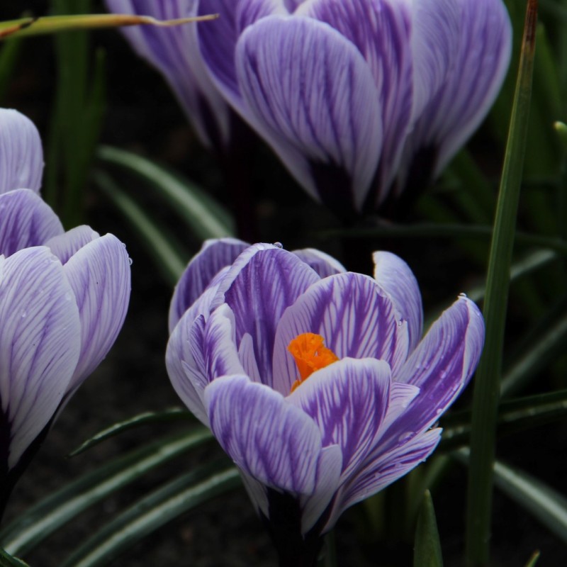 Crocus vernus 'Striped Beauty' Crocus vernus 'Striped Beauty'