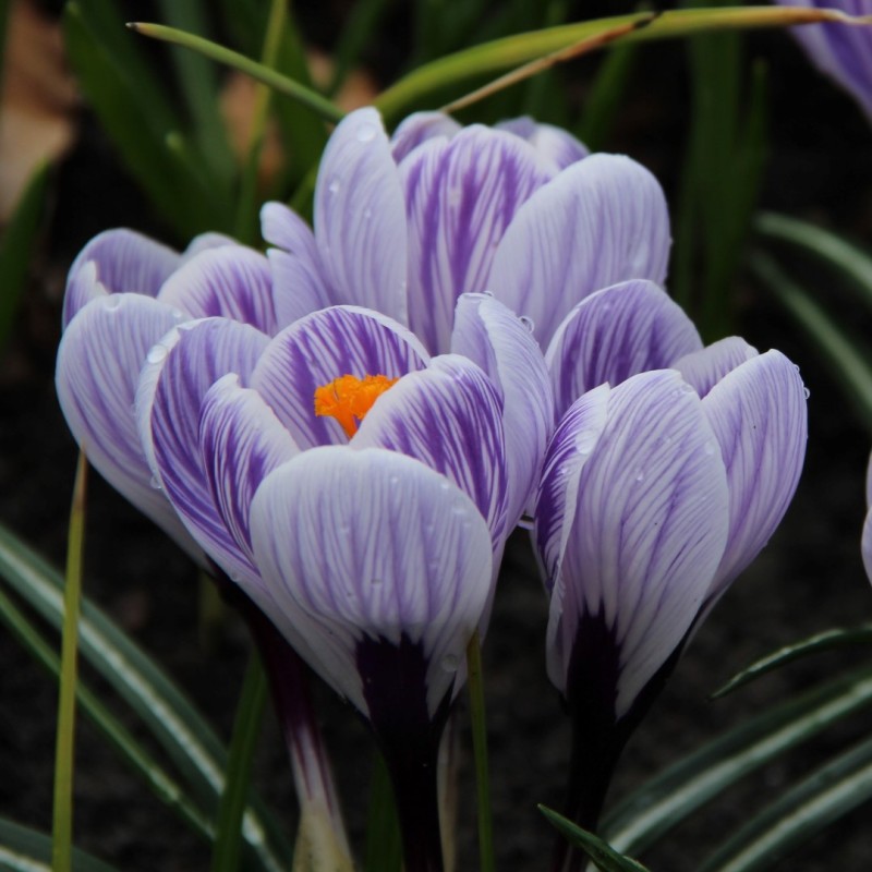 Crocus vernus 'Striped Beauty' Crocus vernus 'Striped Beauty'